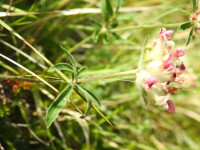 Anthyllis montana