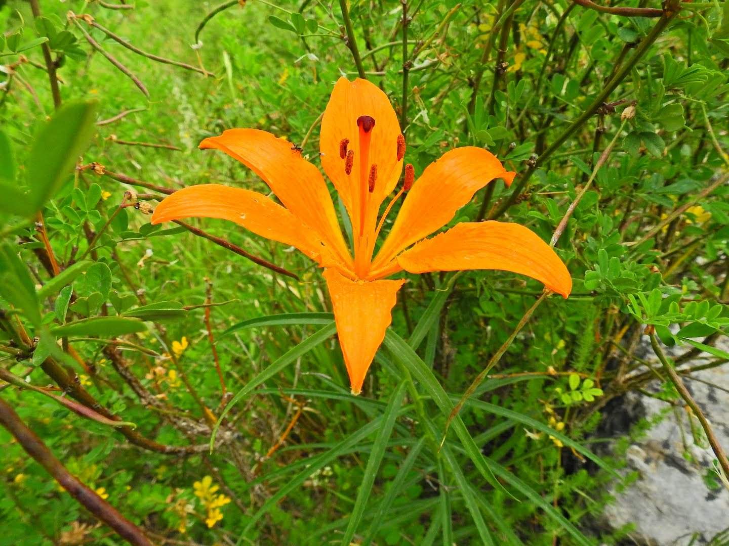 Lilium bulbiferum