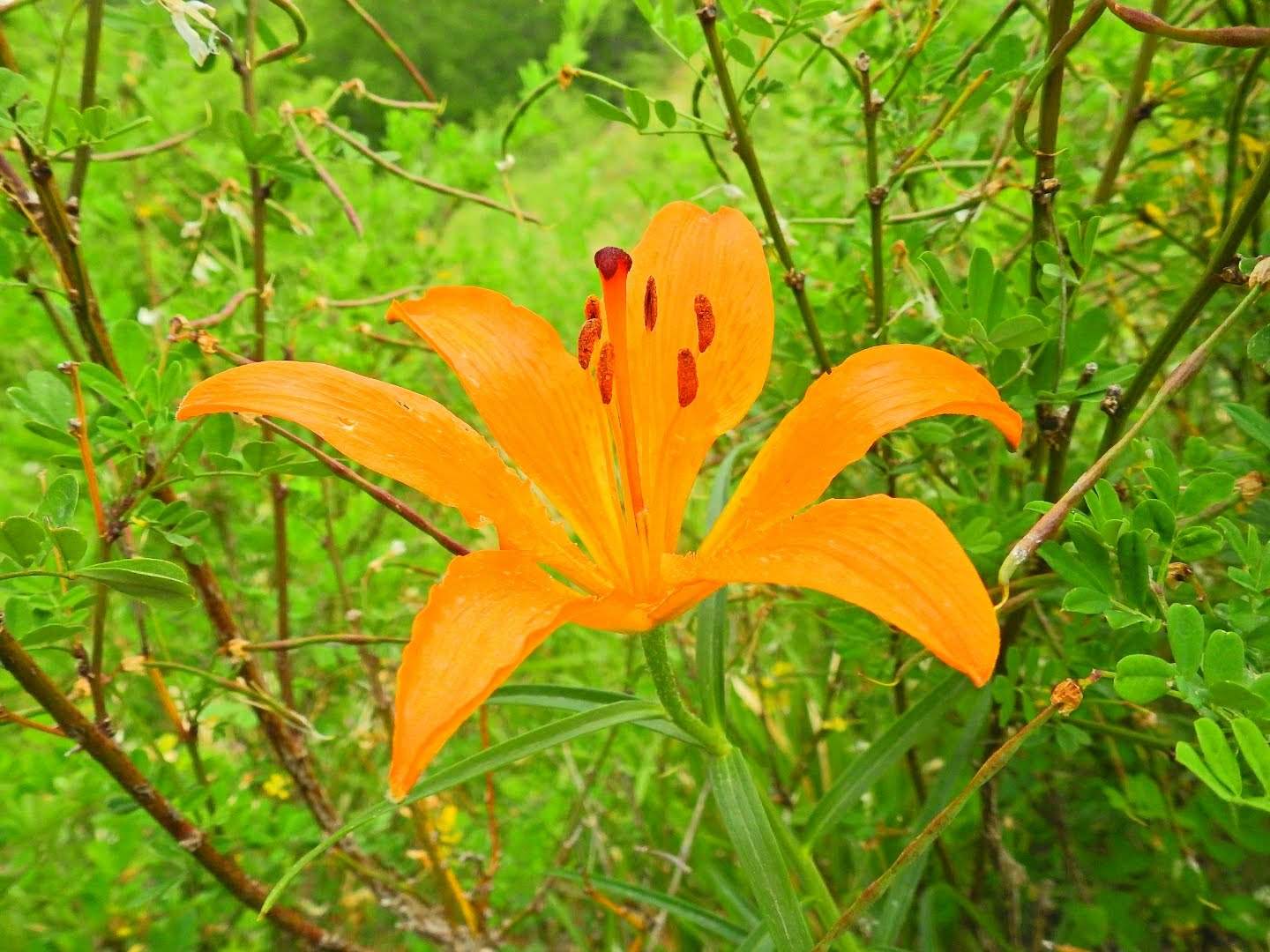 Lilium bulbiferum