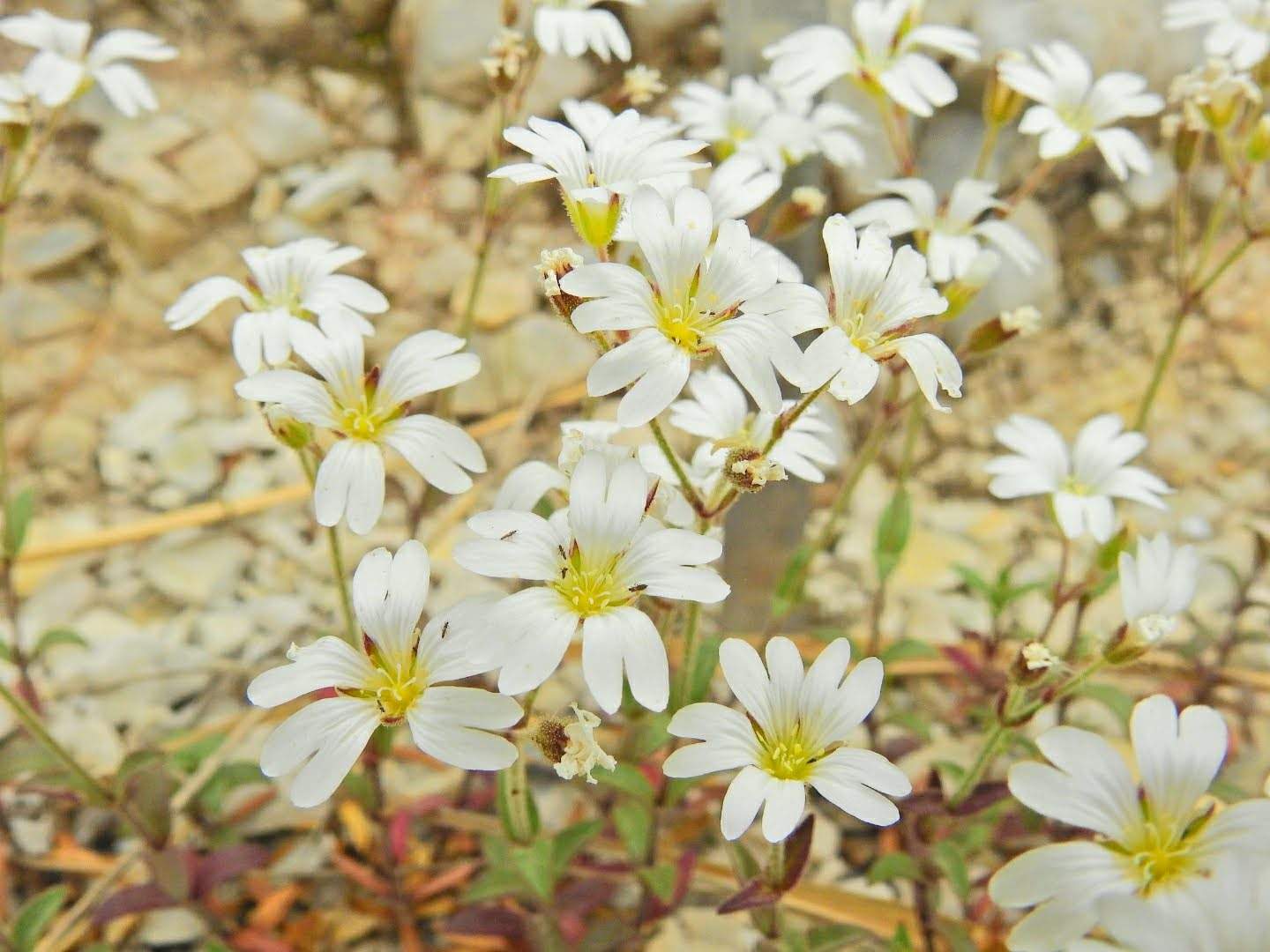 Cerastium apuanum