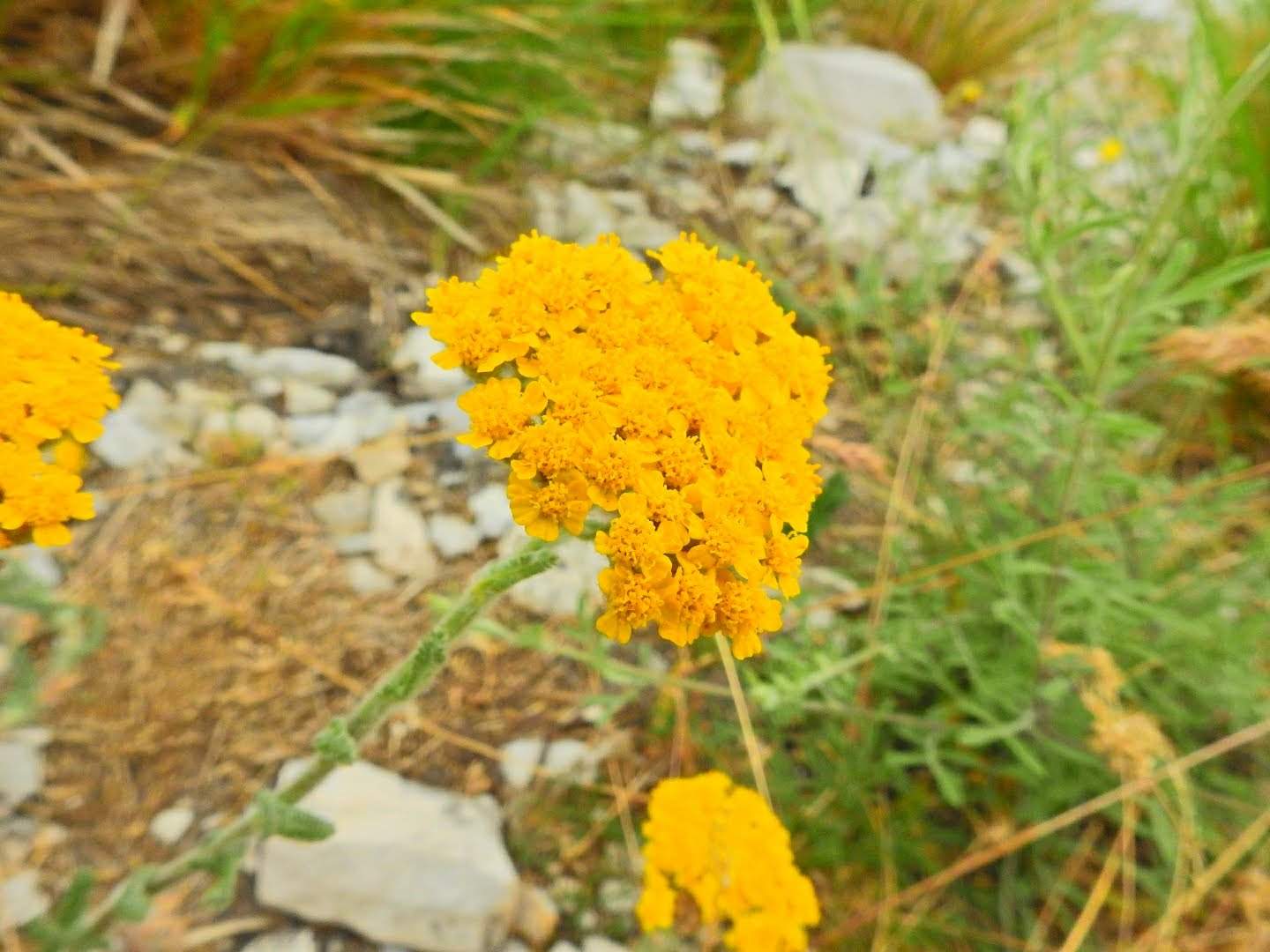 Achillea tomentosa