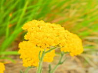Achillea tomentosa
