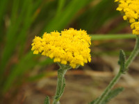 Achillea tomentosa
