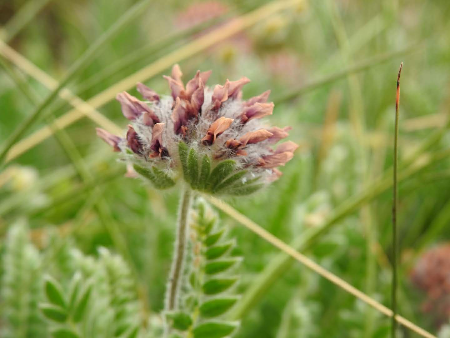 Anthyllis montana