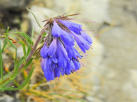 Moltkia suffruticosa