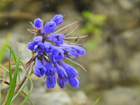 Moltkia suffruticosa