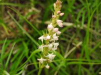 Gymnadenia conopsea