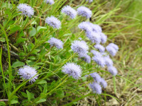 Globularia incanescens