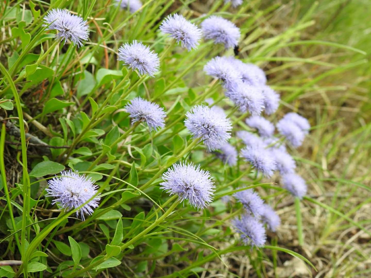 Globularia incanescens