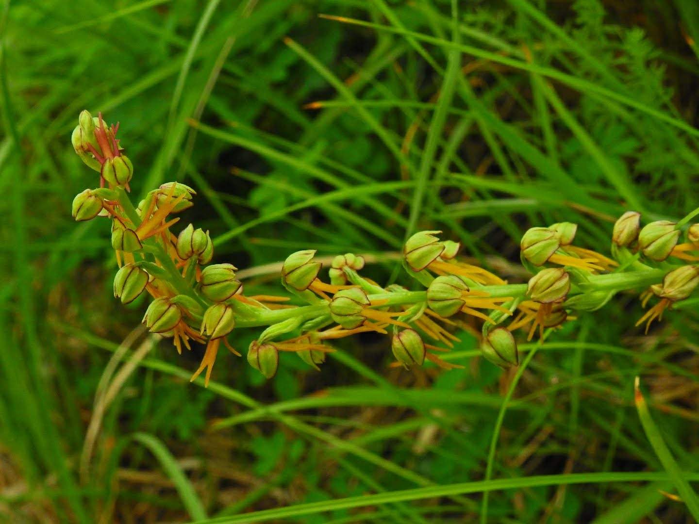 Orchis anthropophora
