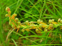 Orchis anthropophora