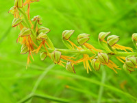 Orchis anthropophora