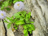 Globularia incanescens