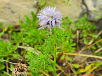 Globularia cordifolia