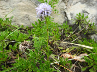 Globularia cordifolia