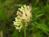 Anthyllis montana