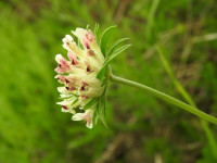 Anthyllis montana