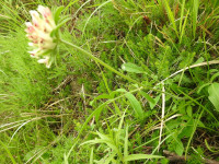 Anthyllis montana