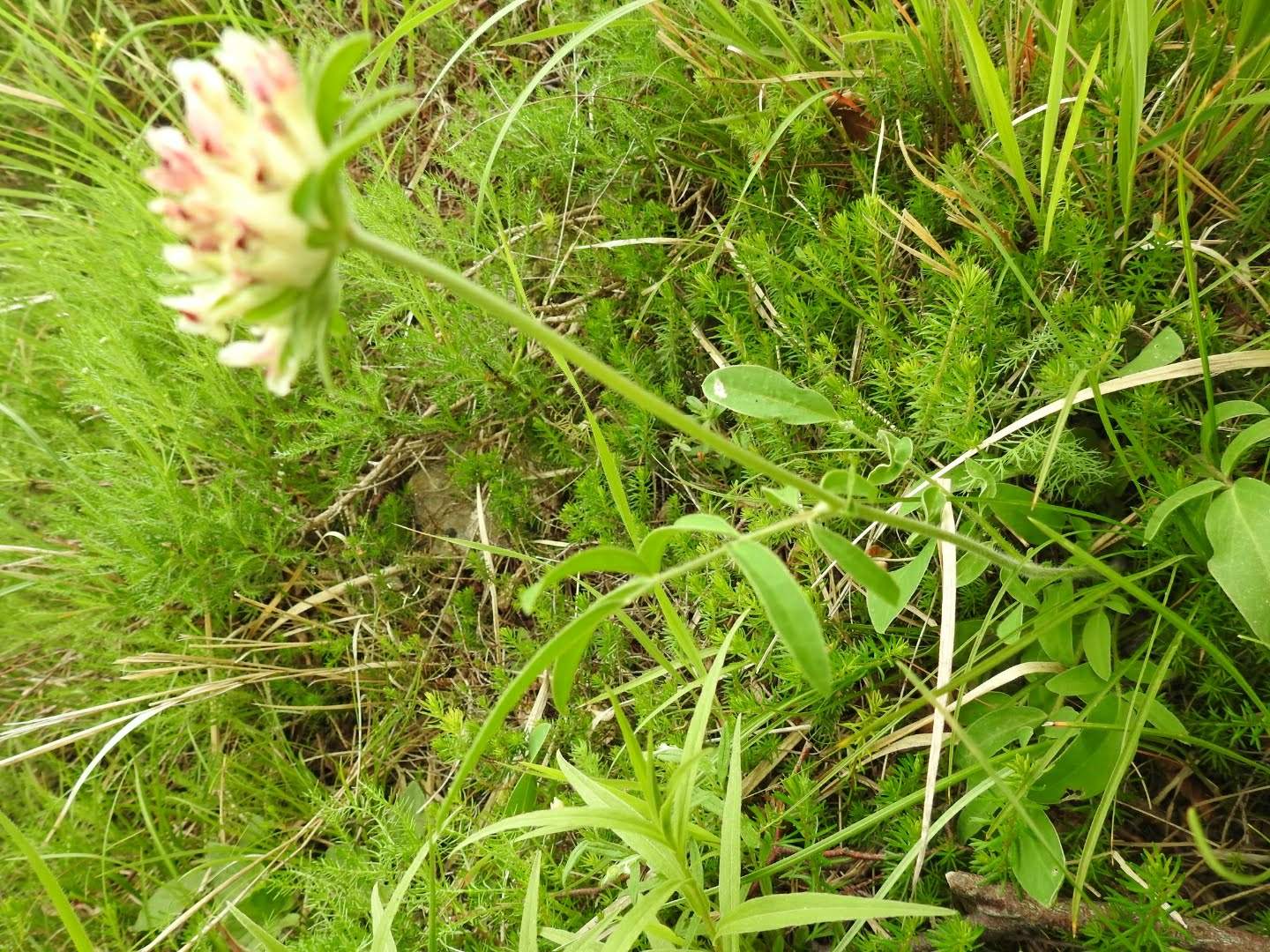 Anthyllis montana