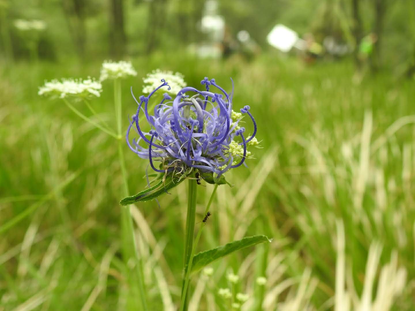Phyteuma orbiculare