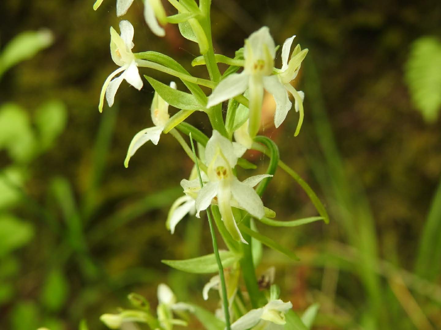 Platanthera bifolia