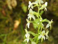 Platanthera bifolia