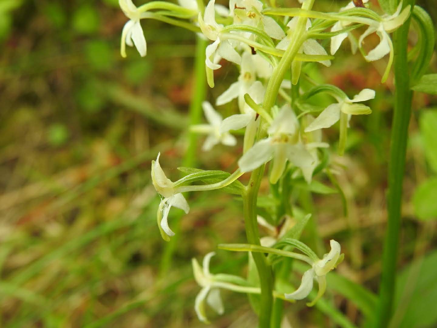 Platanthera bifolia