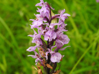 Dactylorhiza maculata