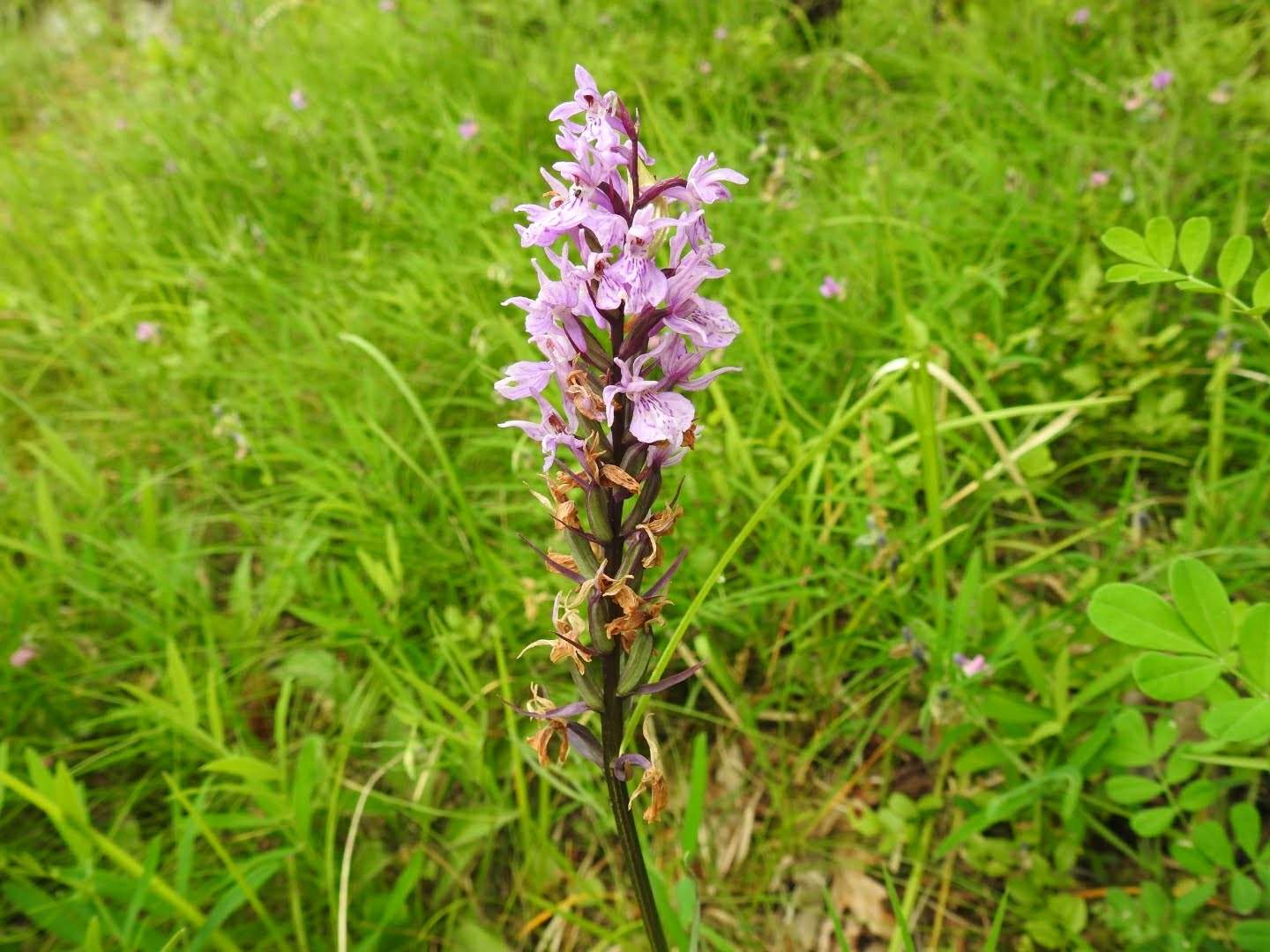 Dactylorhiza maculata