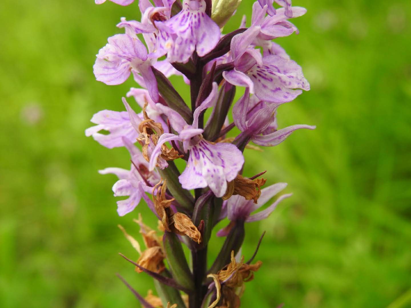 Dactylorhiza maculata
