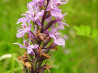 Dactylorhiza maculata