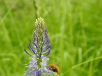 Phyteuma italicum