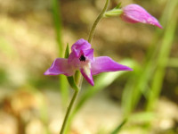 Cephalanthera rubra