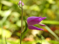 Cephalanthera rubra
