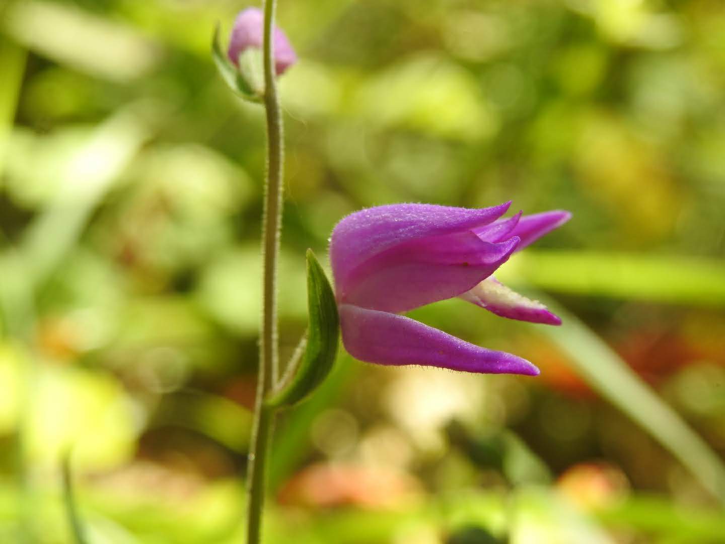 Cephalanthera rubra