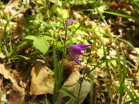Cephalanthera rubra