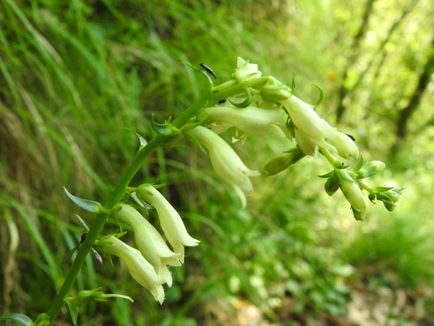 Digitalis lutea