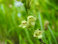 Digitalis lutea