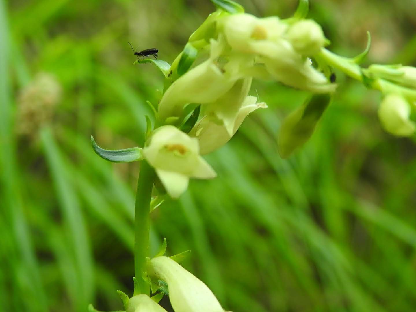 Digitalis lutea