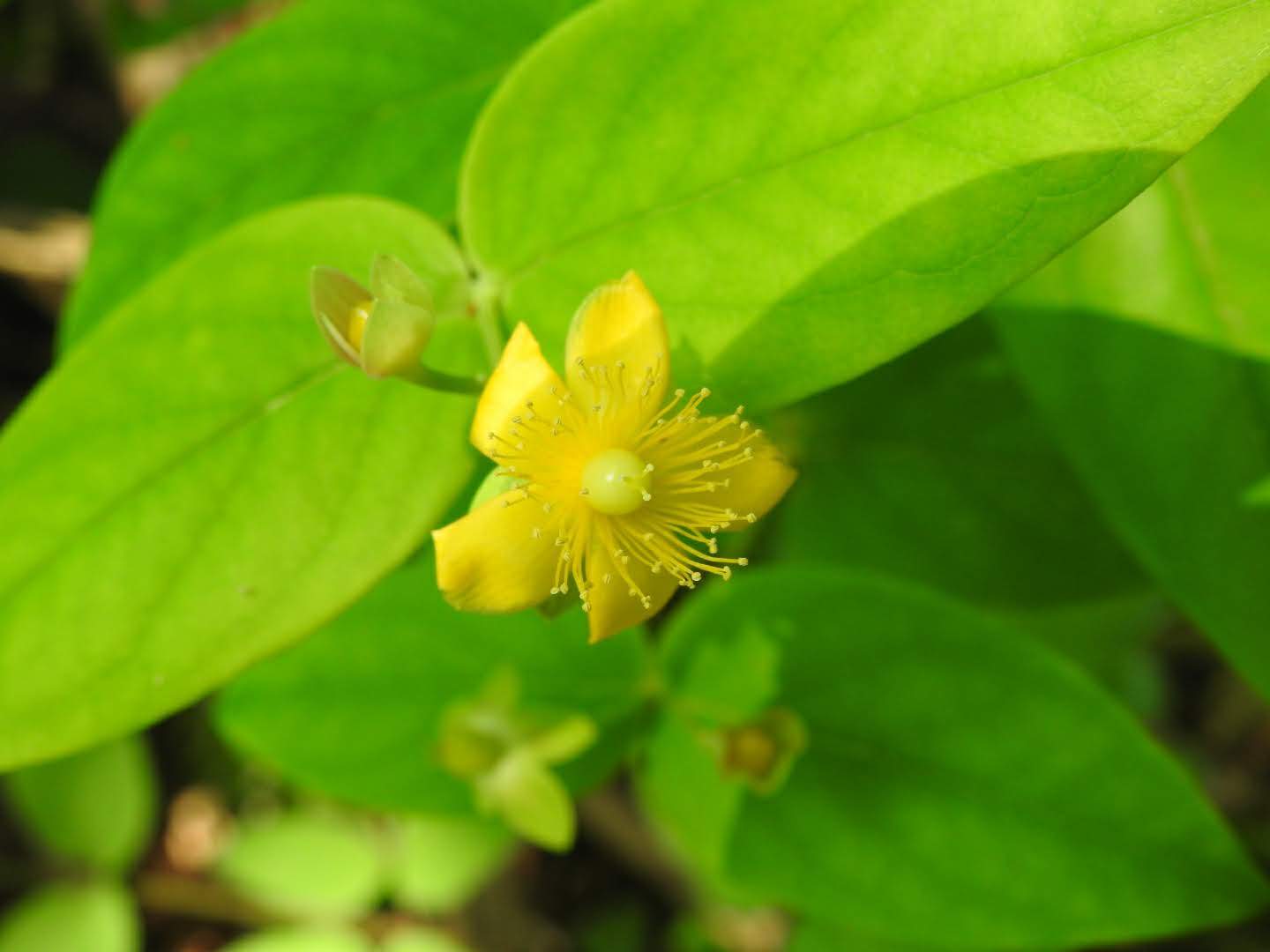 Hypericum androsaemum