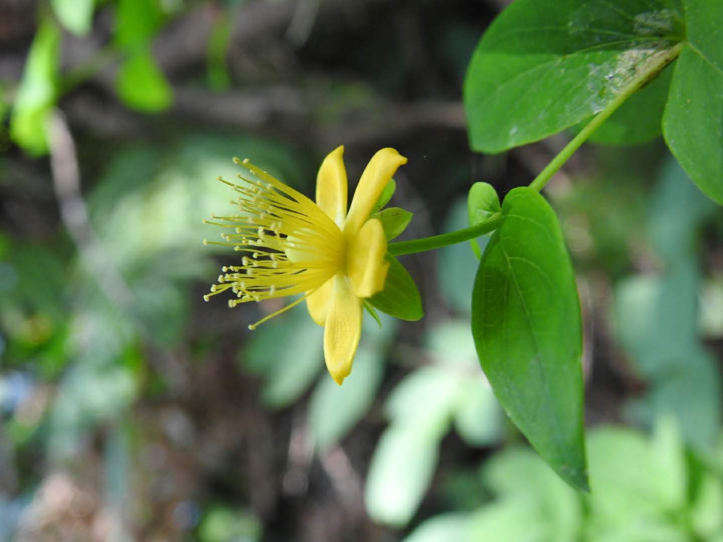 Hypericum androsaemum
