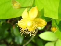 Hypericum androsaemum