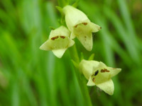 Digitalis lutea