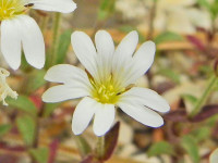 Cerastium apuanum