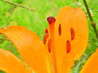 Lilium bulbiferum