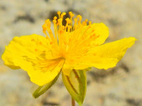 Helianthemum nummularium