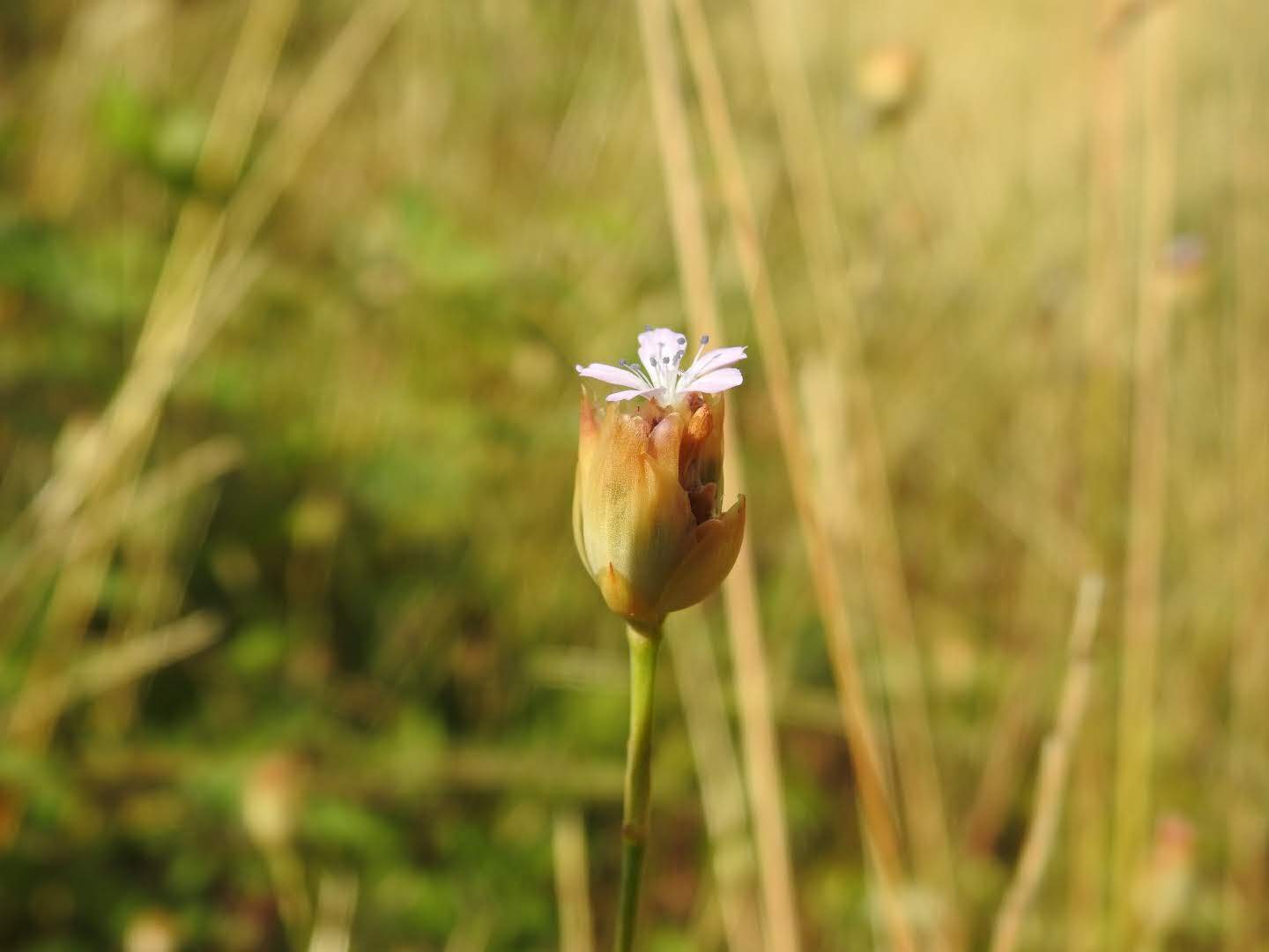 Petrorhagia prolifera