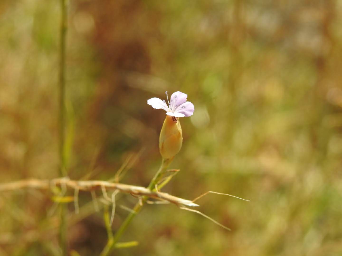 Petrorhagia prolifera