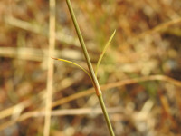 Petrorhagia prolifera