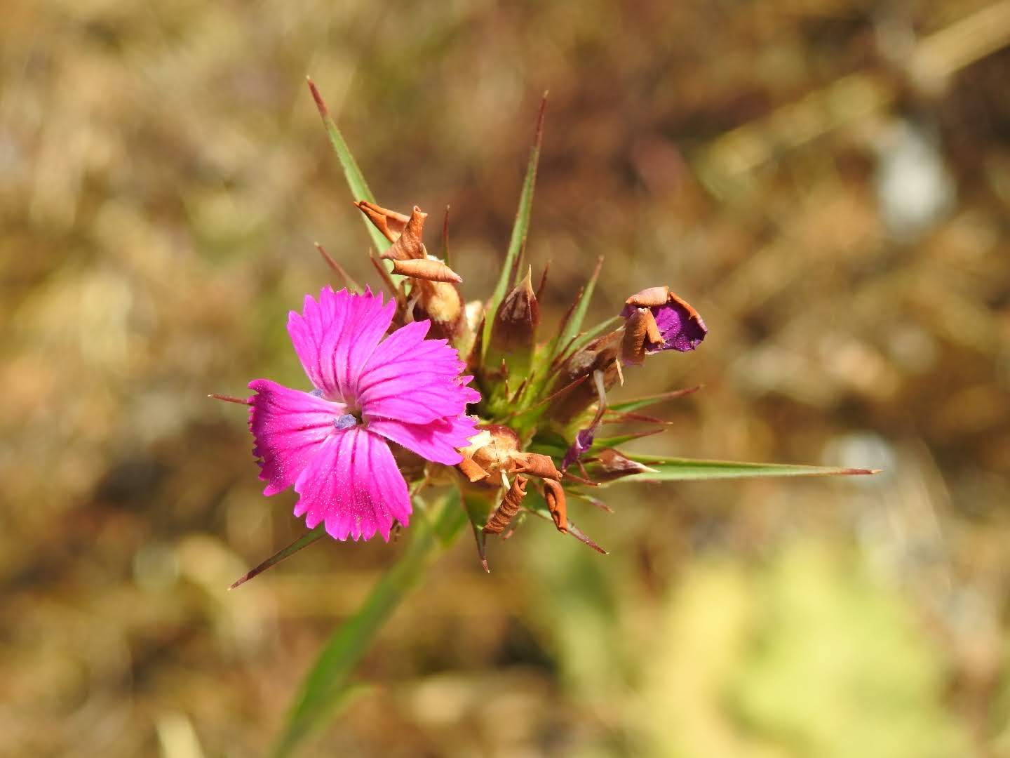 Dianthus carthusianorum